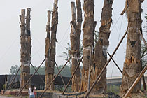 安徽合肥98棵天價(jià)古樹(shù)集體死亡