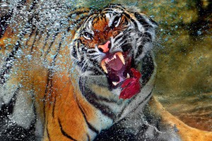 猛虎潛水中撲食 來(lái)勢(shì)洶涌