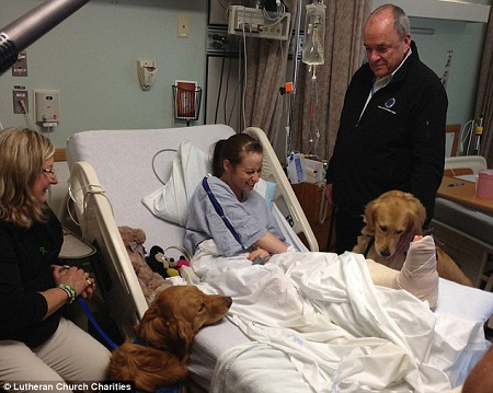 金毛犬為波士頓爆炸案傷者帶去歡樂 金毛犬為波士頓爆炸案傷者帶去歡樂