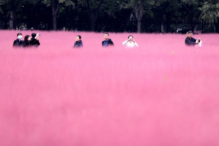 邂逅這片“粉霧?！?>
     <p>邂逅這片“粉霧?！?/p>
</a><a href=