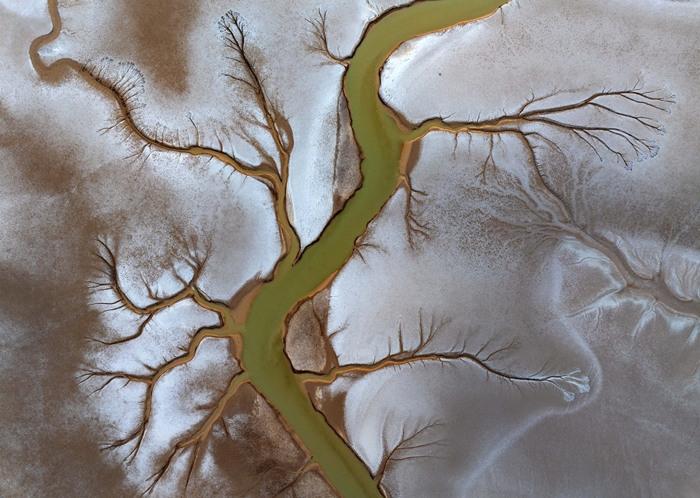 黃海海涂濕地現(xiàn)壯美“潮汐樹”