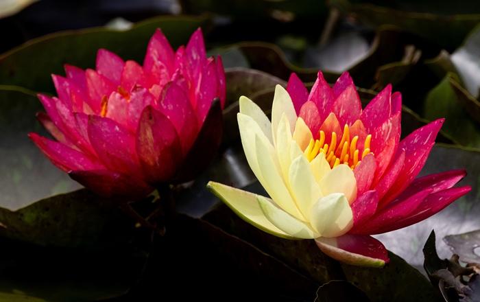 好運(yùn)“蓮蓮”！安徽淮北雙色睡蓮驚艷綻放