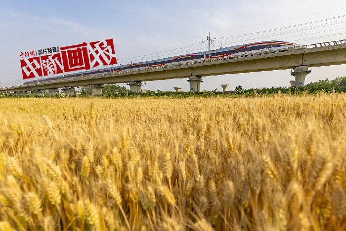 三夏已至農(nóng)事忙 田野“麥”向豐收好時光