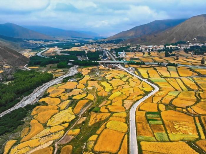 立秋時節(jié)高原青?！柏S景”初現(xiàn)