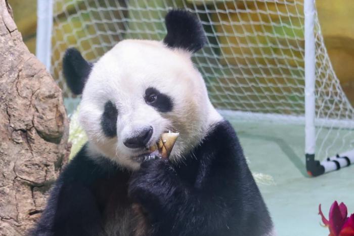 南京紫清湖舉辦大熊貓生日見(jiàn)面會(huì)