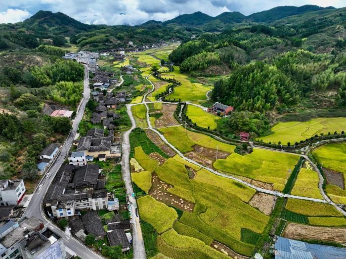 福建永泰：金色稻浪繪就秋日豐收畫卷