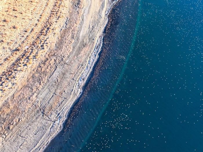 西藏沉錯(cuò)：羊卓雍錯(cuò)流域的生態(tài)明珠