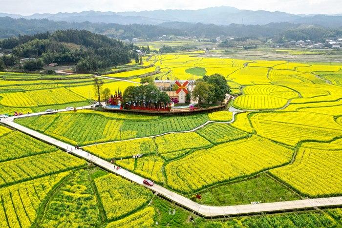 春日賞花季！湖南會(huì)同萬(wàn)畝油菜花田競(jìng)相綻放