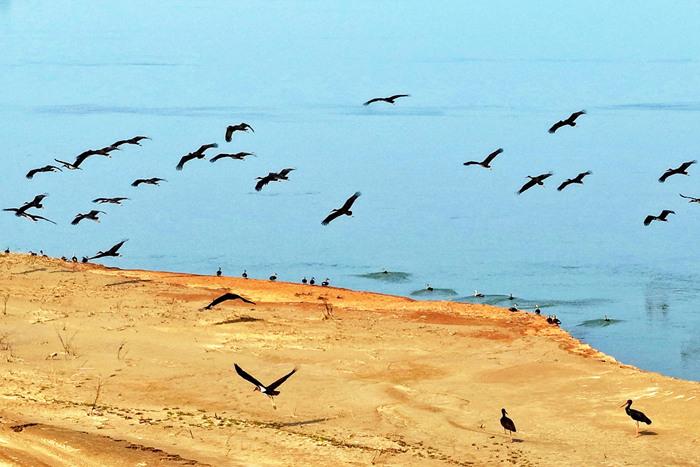 “鳥(niǎo)中大熊貓”黑鸛在黃河濕地覓食棲息