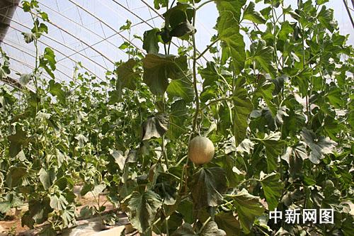 ������˹�����M(j��n)�ǽ����˻@�ӡ�������׌������ϡ����Ĳˡ����D��ʮ���B���l(xi��ng)�����(n��i)�ľGɫ�ЙC(j��)�߲ˡ�