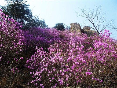 ���D(zhu��n)���{��֮����ɽ 4�����(q��)������SUV ��܇֮��