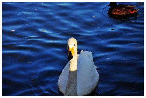 本周數(shù)碼相機市場 消費者關注度前十熱機