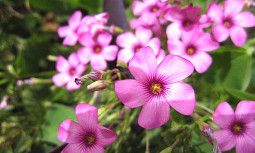 本周數(shù)碼相機(jī)市場(chǎng) 消費(fèi)者關(guān)注度前十熱機(jī)