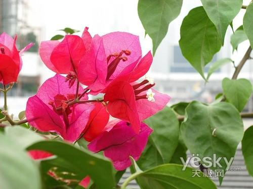 ����߀��Ϧ�(y��ng)�t ʮһ�����������C(j��)�xُ(g��u)?f��)��]