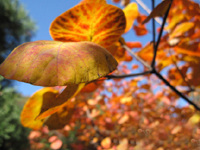 <strong>������ɽ�t�~</strong>