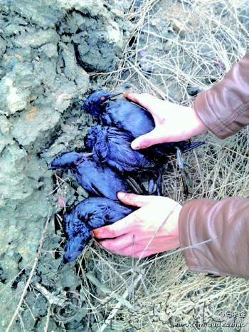 膠州灣部分鳥類羽毛沾滿油污無法飛行(圖)