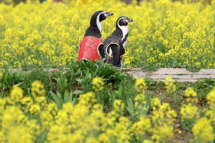 愜意！南京海底世界洪氏環(huán)企鵝戶外踏青“享”春光
