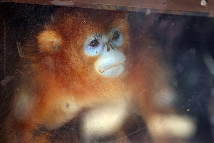 法國(guó)博瓦勒動(dòng)物園迎來(lái)三只中國(guó)金絲猴
